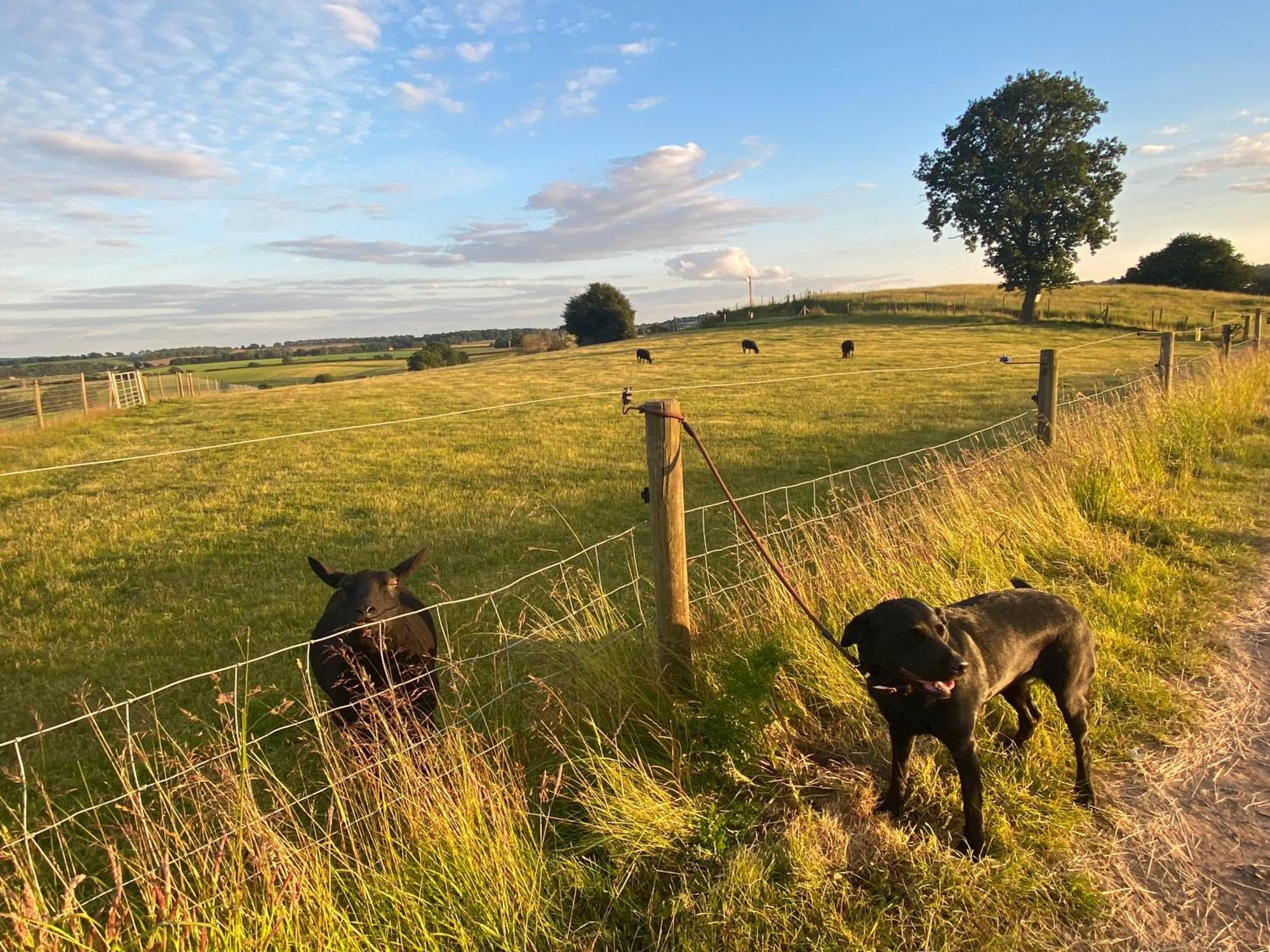 The Little John Petite Cosy Log Cabin - Sleeps 2, Great For Romantic Breaks, Couples, Single Guests, Near Sherwood Forest At Fairview Farm, Nottingham Set In 88 Acres Blidworth Εξωτερικό φωτογραφία